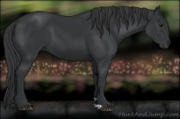 Horse Color:Black 