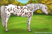 Horse Color:Chestnut Appaloosa