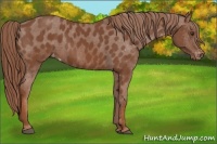 Horse Color:Chestnut Appaloosa 