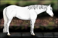 Horse Color:White Spotted Perlino Appaloosa Rabicano 