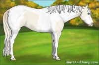 Horse Color:Smoky Creme Dun Sabino Tobiano 