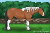 Horse Color:Bay Splash Tobiano