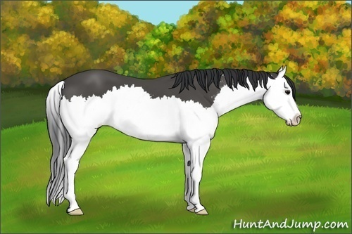 Horse Color:Black Sabino Splash 