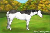 Horse Color:Black Sabino Splash 