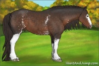 Horse Color:White Spotted Liver Chestnut 