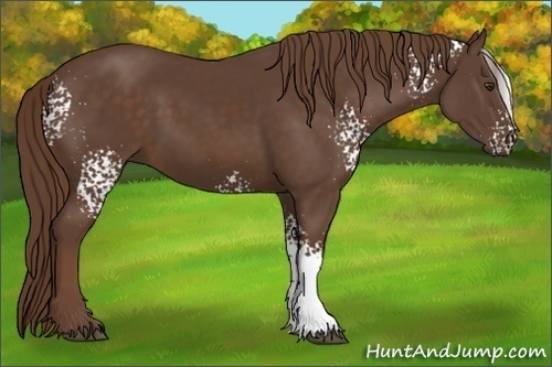 Horse Color:White Spotted Liver Chestnut 