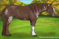 Horse Color:White Spotted Liver Chestnut 