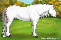 Horse Color:Liver Chestnut Varnish Rabicano