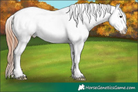 Horse Color:Bay Sabino Snowflake VarnishRabicano 