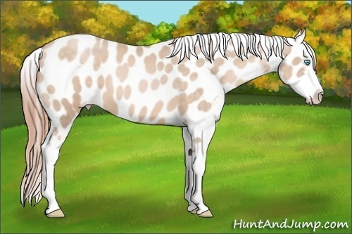Horse Color:Buckskin Pearl Sabino Appaloosa 