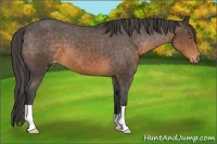 Horse Color:Buckskin Appaloosa 