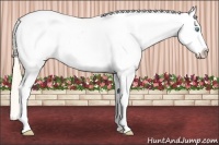 Horse Color:White Spotted Perlino Dun Splash Tobiano Near Leopard Rabicano 