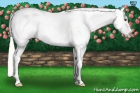Horse Color:Silver Bay Dun Tobiano Appaloosa 