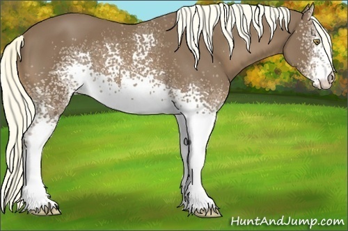 Horse Color:White Spotted Chestnut 