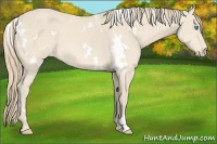 Horse Color:White Spotted Perlino Frame 