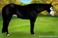 Horse Color:Gray White Spotted Gold Cream Champagne 