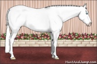 Horse Color:White Spotted Silver Perlino Appaloosa 