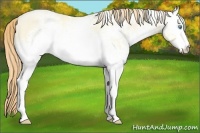 Horse Color:White Spotted Amber Cream Champagne Pearl Dun 