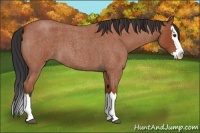 Horse Color:Bay Roan Splash