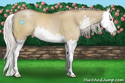 Horse Color:Silver Grullo Pearl Sabino Splash 