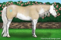 Horse Color:Silver Grullo Pearl Sabino Splash 