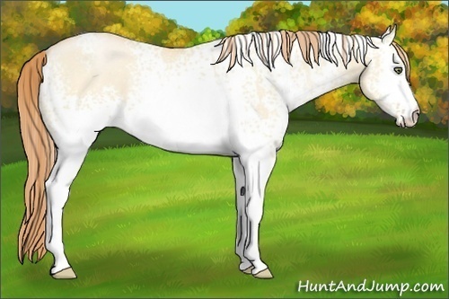 Horse Color:White Spotted Buckskin Pearl Dun 