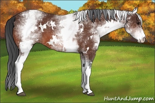 Horse Color:White Spotted Bay 