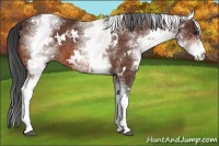 Horse Color:White Spotted Bay 