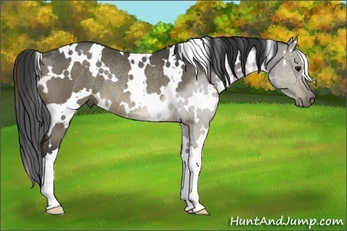 Horse Color:White Spotted Buckskin Dun Rabicano