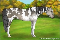 Horse Color:White Spotted Buckskin Dun Rabicano 