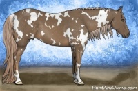 Horse Color:White Spotted Chocolate Palomino Frame