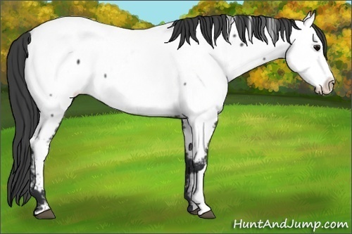 Horse Color:Black Appaloosa