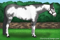 Horse Color:Blue Roan Sabino Frame 