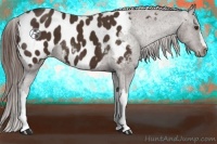Horse Color:Liver Chestnut Near Leopard 