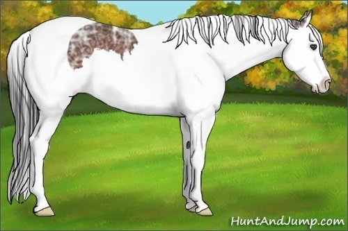 Horse Color:Bay Ice Splash Tobiano 