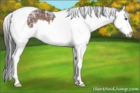Horse Color:Bay Ice Splash Tobiano