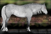 Horse Color:Silver Blue Chinchilla Roan Rabicano 