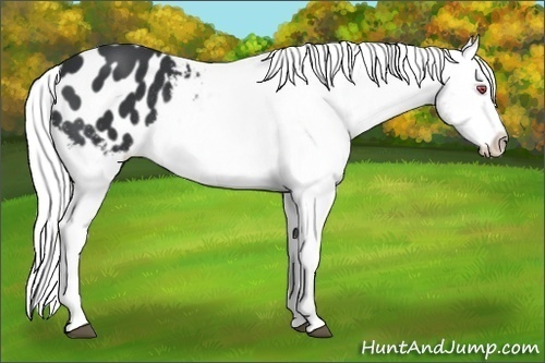 Horse Color:Silver Smoky Black Chinchilla Appaloosa Rabicano