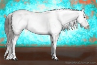 Horse Color:Liver Chestnut Appaloosa 