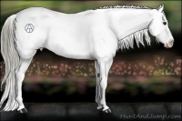 Horse Color:Liver Red Dun Appaloosa Rabicano 