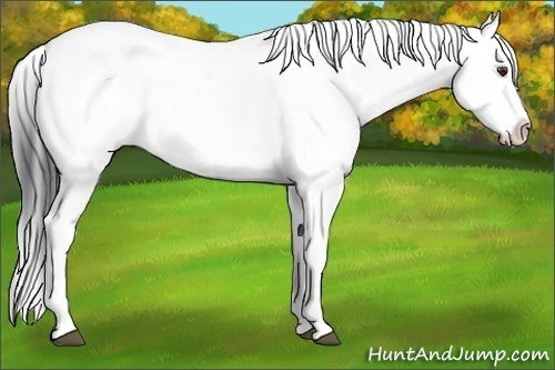 Horse Color:Black Chinchilla Appaloosa Rabicano