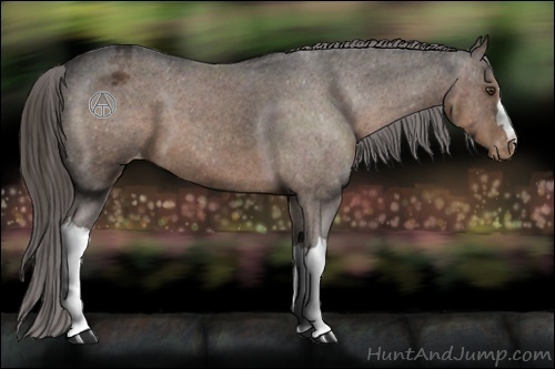 Horse Color:Liver Chestnut Appaloosa