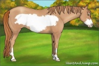 Horse Color:Gold Champagne Frame 