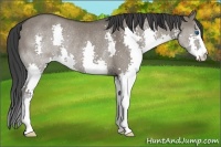 Horse Color:Grullo Splash Rabicano 
