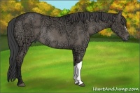 Horse Color:Smoky Grullo Ice Rabicano