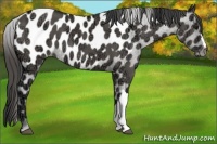 Horse Color:Grullo Ice Appaloosa