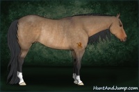Horse Color:Bay Dun Rabicano 