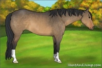 Horse Color:Brown Dun 