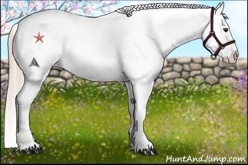 Horse Color:Palomino Appaloosa 