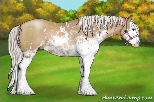 Horse Color:Silver Black Pearl Sabino Splash 